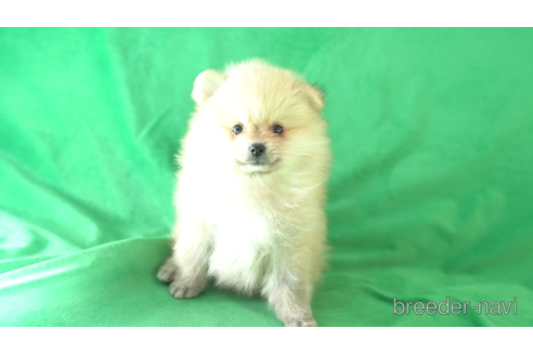 成約済の東京都のポメラニアン-163172の1枚目